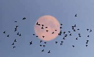 Groep spreeuwen in vlucht voor een volle maan. van Beschermingswerk voor aan uw muur