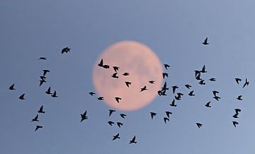 Groep spreeuwen in vlucht voor een volle maan. van Beschermingswerk voor aan uw muur