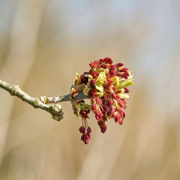 Bloem van een esdoorn, Acer negundo van Heiko Kueverling
