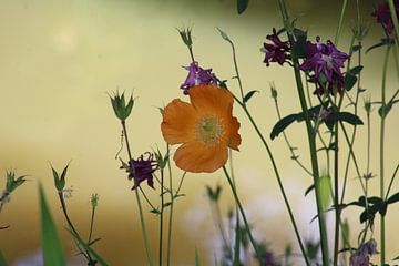 flower by Rodney Visser