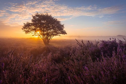Zonsopkomst op de heide