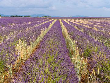 lavender field separated by lanes of rye by Hillebrand Breuker