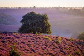 Lueur violette sur Bart Verbrugge