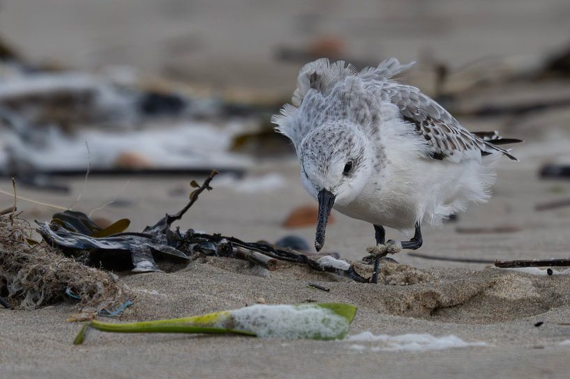 Drieteenstrandloper van Peter Bartelings
