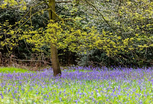 Blühende Waldhyazinthen