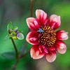 Dahlia sur René Weijers