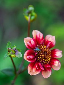 Dahlia
