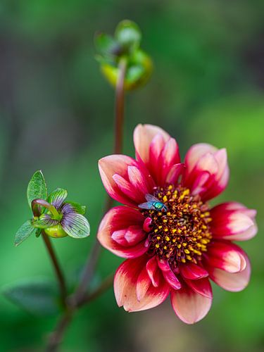 Dahlia sur René Weijers