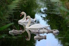2 adult swans reflecting in the water, the 6 young swans sleeping together by Gerrit Pluister