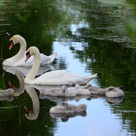 2 volwassen zwanen spiegelend in het water, de 6 jonge zwanen samen slapend van Gerrit Pluister