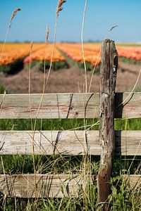 Alter Zaun mit Tulpenfeld im Hintergrund