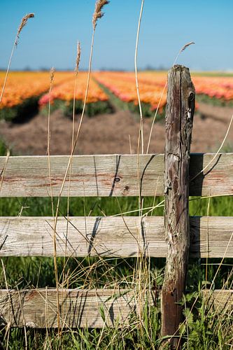 Alter Zaun mit Tulpenfeld im Hintergrund