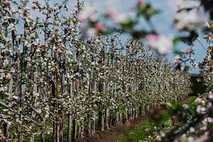 Bloesem Goirle pomme goldenrain sur Blond Beeld