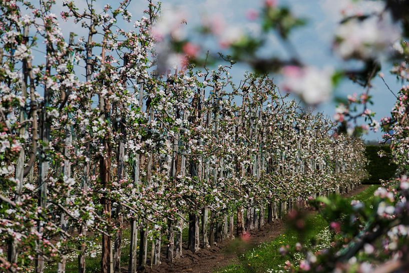 Blossom Goirle apple goldenrain by Blond Beeld