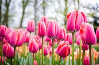 Pink tulips with yellow tulips and trees in the background by Simone Janssen thumbnail