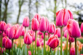 Pink tulips with yellow tulips and trees in the background by Simone Janssen