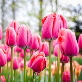 Pink tulips with yellow tulips and trees in the background by Simone Janssen