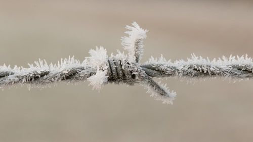 Puntdraad  met rijp , Hoarfrost on Barbed Wire