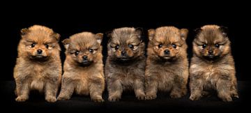 Five pomerian puppies together on a black background by Elles Rijsdijk