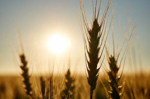 Cornflowers at sunset