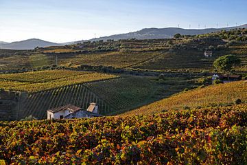 Vineyards in autumn in Portugal by Barbara Brolsma