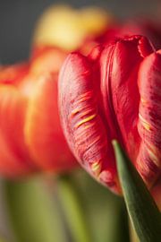 Parrot tulip by Petra Dreiling-Schewe