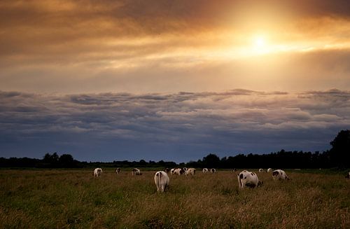 Koeien tijdens zonsondergang