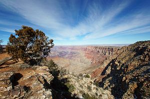 Baum am South Rim Grand Canyon, Arizona, Vereinigte Staaten
