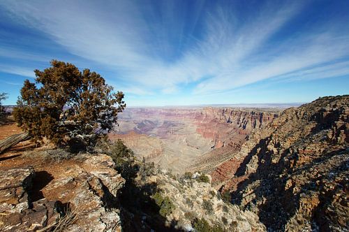 Boom op de South Rim Grand Canyon, Arizona, Verenigde Staten