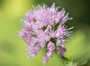 fliederfarbene Sommerpracht