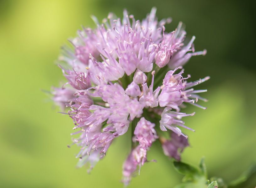 lilac summer splendour by Tania Perneel