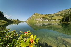 Les perles rouges des montagnes sur Walter G. Allgöwer