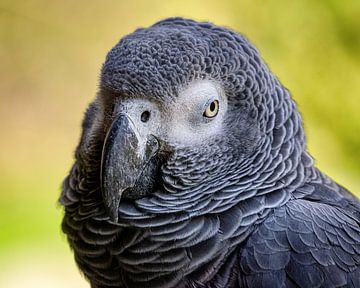 Portret papegaai van Bild.Konserve