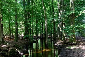 Ein Bach durch einen Sommerwald
