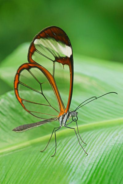 Glasflügelfalter by Bernhard Kaiser