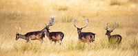 Deer on the Hoge Veluwe, panoramic photo by Gert Hilbink thumbnail