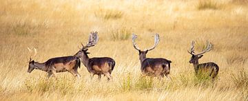 Hirsch auf der Hoge Veluwe, Panoramafoto