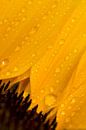 Sunflower van Greetje van Son thumbnail