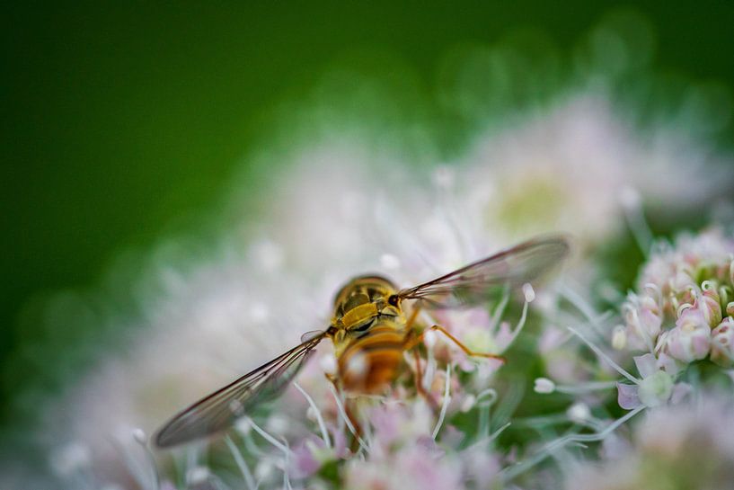 From behind by Esther's Photos