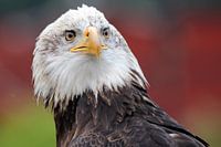 Amerikanischer Seeadler