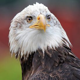 American bald eagle by Marian Bouthoorn