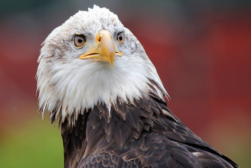 American bald eagle by Marian Bouthoorn