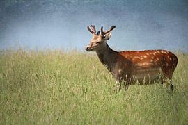 Hirsch von Heike Hultsch