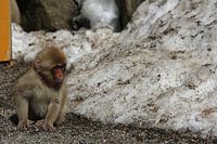 Baby snow monkey (Japanese macaque)