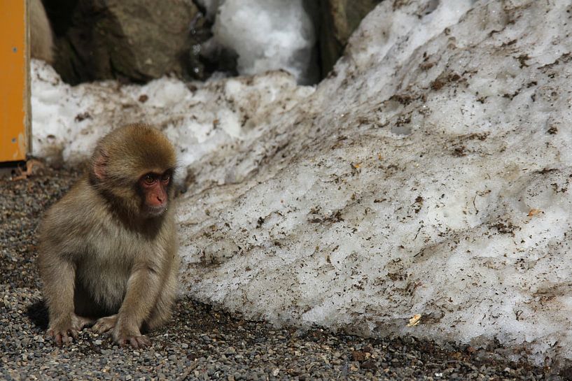 Baby snow monkey (Japanese macaque) par Ioanna Stavrakaki