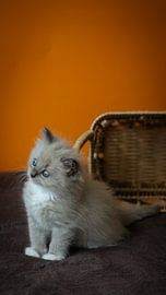 Regdoll Kitten by Anne Marije Hoekstra