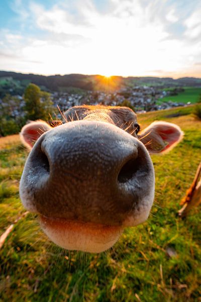 Kuhnase am Staufen bei Oberstaufen von Leo Schindzielorz
