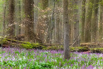 Spring in the wild forest by Daniela Beyer