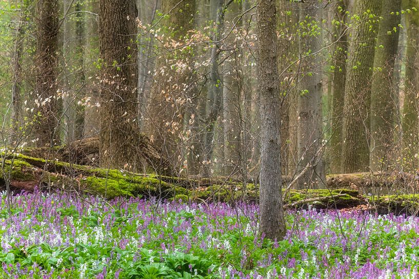 Frühling im wilden Wald von Daniela Beyer