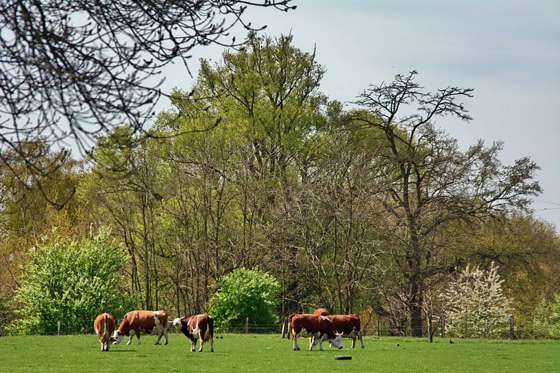 Troupeau de vaches par Edgar Schermaul